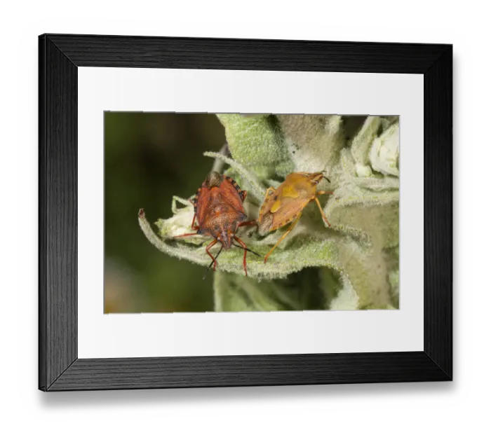 Framed Print : Purple Shield Bugs -Carpocoris purpureipennis-, couple, male on the left, on a mullein, Lake Kerkini region, Greece, Europe Framed Print : Purple Shield Bugs -Carpocoris purpureipennis-, couple, male on the left, on a mullein, Lake Kerkini region, Greece, Europe