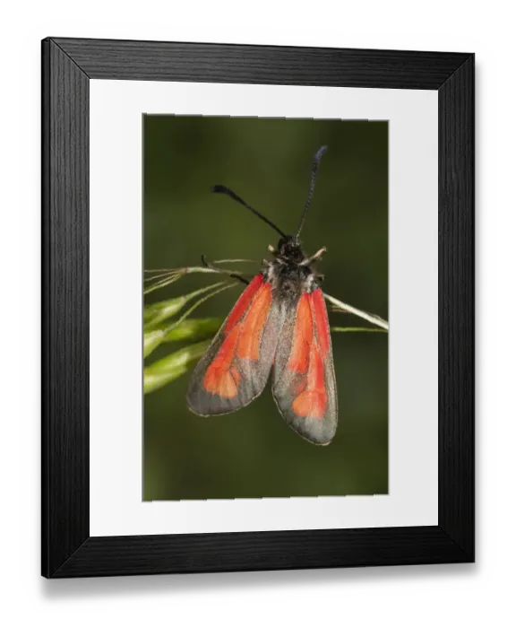 Framed Print : Transparent Burnet -Zygaena purpuralis-, Lake Kerkini region, Greece, Europe Framed Print : Transparent Burnet -Zygaena purpuralis-, Lake Kerkini region, Greece, Europe