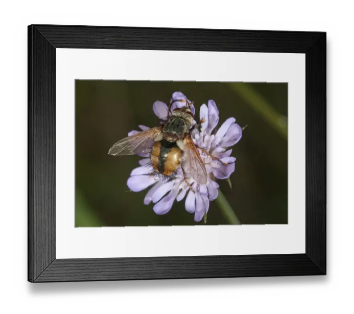 Framed Print : Tachina fly -Tachina fera-, searching for nectar, Lake Kerini region, Greece, Europe Framed Print : Tachina fly -Tachina fera-, searching for nectar, Lake Kerini region, Greece, Europe