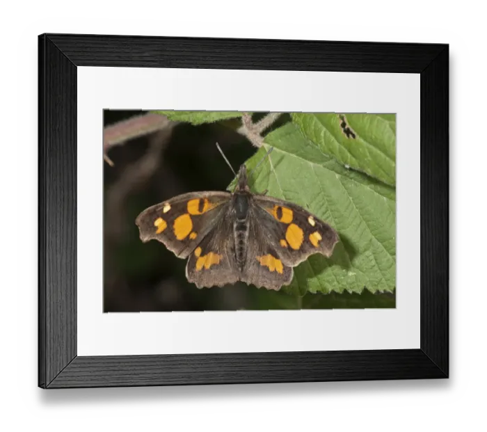Framed Print : Nettle-tree butterfly, European beak -Libythea celtis- sunbathing, near Lake Kerkini, Greece, Europe