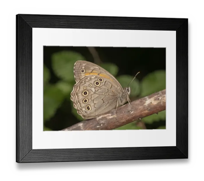 Framed Print : Ringlet -Aphantopus hyperantus- resting, near Lake Kerkini, Greece, Europe Framed Print : Ringlet -Aphantopus hyperantus- resting, near Lake Kerkini, Greece, Europe