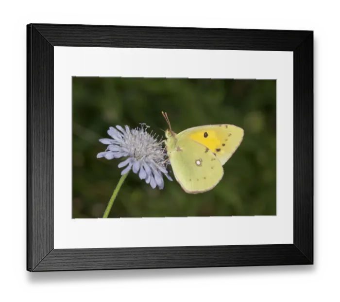 Framed Print : Dark clouded yellow -Colias crocea- searching for nectar, near Lake Kerkini, Greece, Europe Framed Print : Dark clouded yellow -Colias crocea- searching for nectar, near Lake Kerkini, Greece, Europe