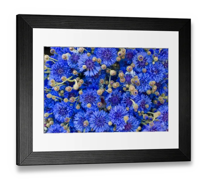 Framed Print : Cornflower -Centaurea cyanus- Framed Print : Cornflower -Centaurea cyanus-