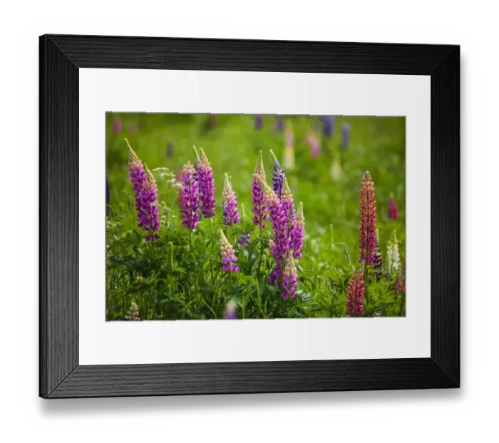 Framed Print : Narrow-leaved lupins -Lupinus angustifolius-, West Essex, England, United Kingdom Framed Print : Narrow-leaved lupins -Lupinus angustifolius-, West Essex, England, United Kingdom