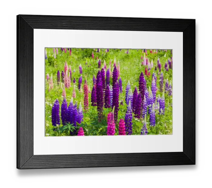 Framed Print : Narrow-leaved lupins -Lupinus angustifolius-, West Essex, England, United Kingdom Framed Print : Narrow-leaved lupins -Lupinus angustifolius-, West Essex, England, United Kingdom