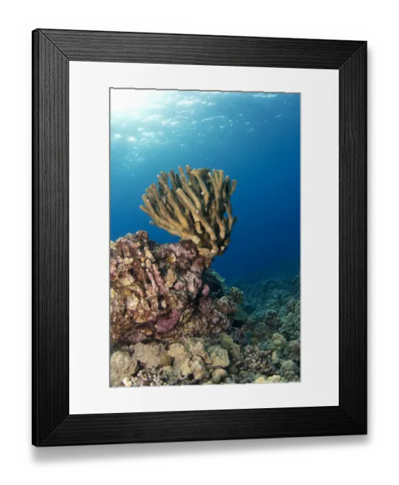 Framed Print : Reef with sunlight, Kailua-Kona Coast, Big Island of Hawaii, USA Framed Print : Reef with sunlight, Kailua-Kona Coast, Big Island of Hawaii, USA