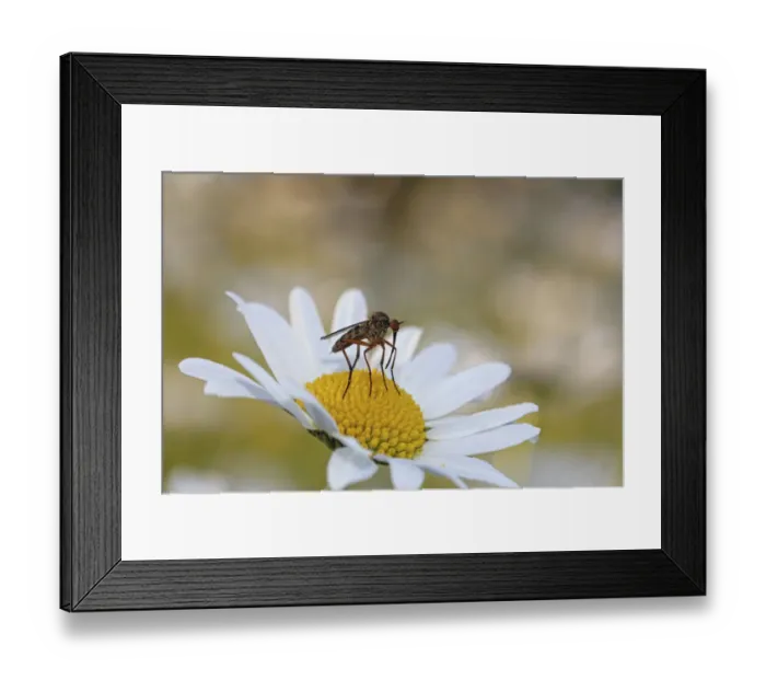 Framed Print : Robber fly -Asilidae- on a chamomile or camomile flower -Matricaria chamomilla-, Baden-Wuerttemberg, Germany, Europe Framed Print : Robber fly -Asilidae- on a chamomile or camomile flower -Matricaria chamomilla-, Baden-Wuerttemberg, Germany, Europe