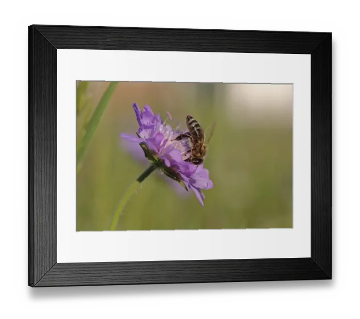 Framed Print : Honey bee -Apis mellifera- on a Scabious flower -Knautia-, Baden-Wuerttemberg, Germany, Europe Framed Print : Honey bee -Apis mellifera- on a Scabious flower -Knautia-, Baden-Wuerttemberg, Germany, Europe
