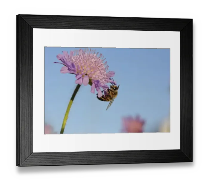 Framed Print : Honey bee -Apis sp. -, on a Field Scabious -Knautia arvensis-, Baden-Wuerttemberg, Germany, Europe Framed Print : Honey bee -Apis sp. -, on a Field Scabious -Knautia arvensis-, Baden-Wuerttemberg, Germany, Europe