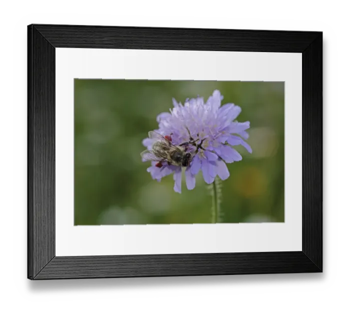 Framed Print : Honey bee -Apis sp. -, on a Field Scabious -Knautia arvensis-, Baden-Wuerttemberg, Germany, Europe