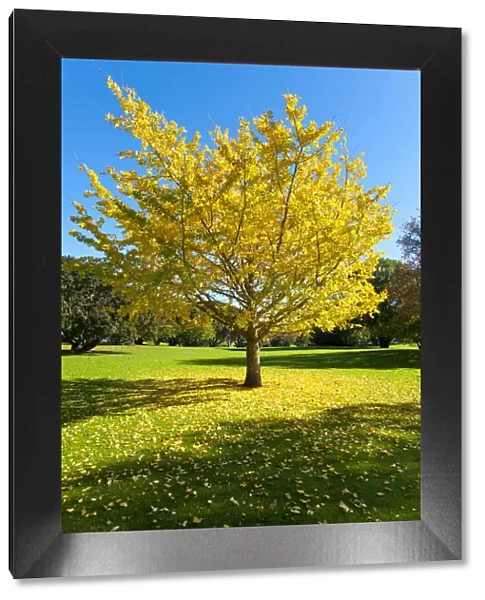Autumnal tree, Ginkgo tree -Ginkgo biloba-, Western Springs Park, Auckland, North Island, New Zealand