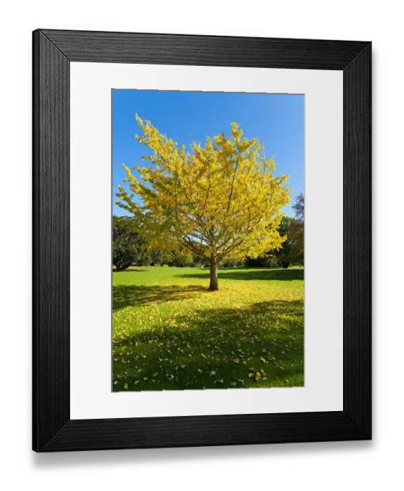 Framed Print : Autumnal tree, Ginkgo tree -Ginkgo biloba-, Western Springs Park, Auckland, North Island, New Zealand Framed Print : Autumnal tree, Ginkgo tree -Ginkgo biloba-, Western Springs Park, Auckland, North Island, New Zealand