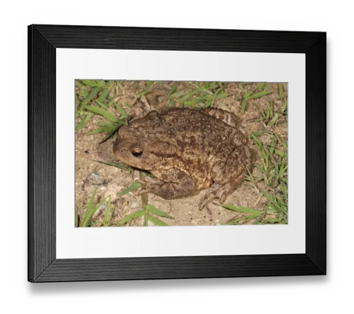 Framed Print : Common toad -Bufo bufo spinosus-, foraging, Kerkini Lake area, Greece, Europe Framed Print : Common toad -Bufo bufo spinosus-, foraging, Kerkini Lake area, Greece, Europe