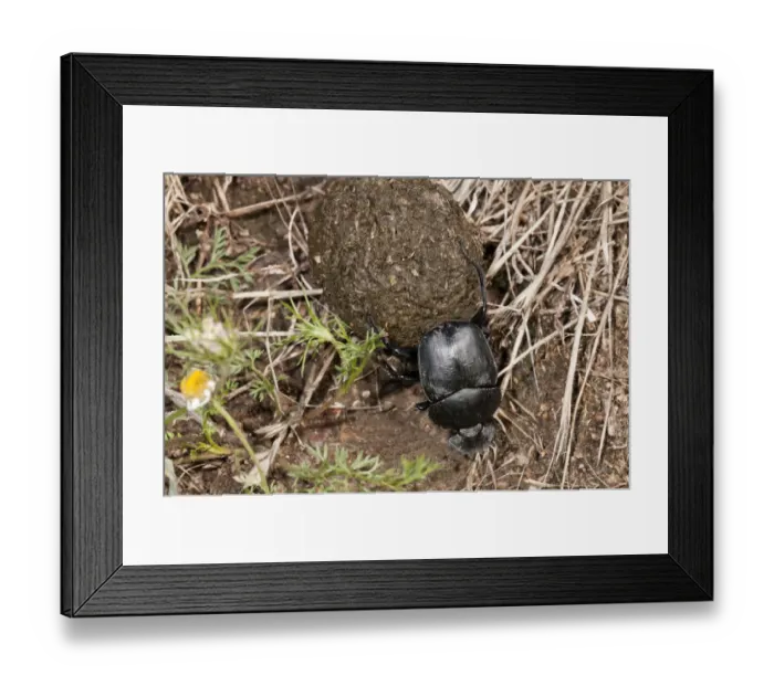 Framed Print : Dung Beetle -Scarabaeus semipunctatus- rolling a ball of sheep dung, Lake Kerkini region, Greece, Europe Framed Print : Dung Beetle -Scarabaeus semipunctatus- rolling a ball of sheep dung, Lake Kerkini region, Greece, Europe