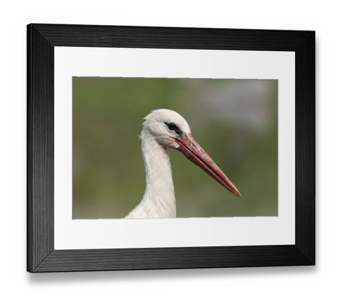 Framed Print : White Stork -Ciconia ciconia-, portrait, Lake Kerkini, Greece, Europe Framed Print : White Stork -Ciconia ciconia-, portrait, Lake Kerkini, Greece, Europe