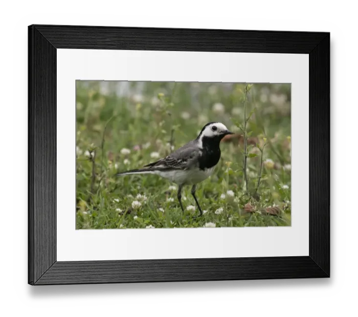 Framed Print : White Wagtail -Motacilla alba-, foraging, Lake Kerkini region, Greece, Europe Framed Print : White Wagtail -Motacilla alba-, foraging, Lake Kerkini region, Greece, Europe