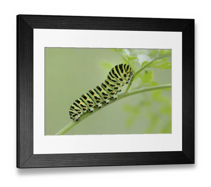 Framed Print : Caterpillar of an Old World Swallowtail -Papilio machaon-, Pleven region, Bulgaria