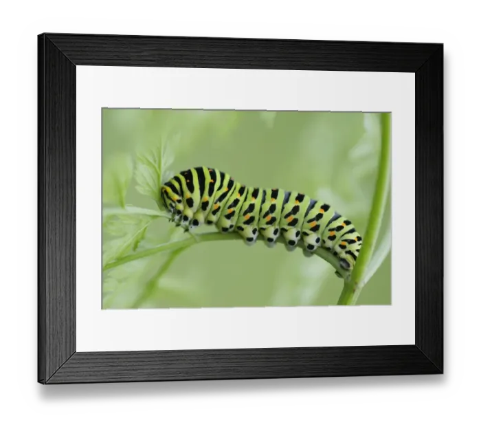 Framed Print : Caterpillar of an Old World Swallowtail -Papilio machaon-, Pleven region, Bulgaria Framed Print : Caterpillar of an Old World Swallowtail -Papilio machaon-, Pleven region, Bulgaria