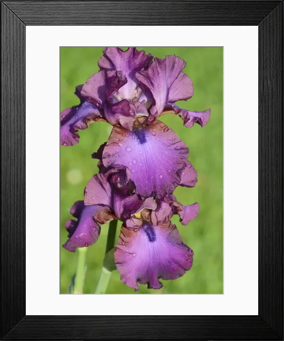 Framed Print : Iris -Iris barbata elatior, Hybrid-, water droplets on purple flower Framed Print : Iris -Iris barbata elatior, Hybrid-, water droplets on purple flower