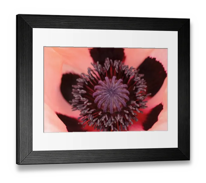 Framed Print : Pink poppy flower, Oriental Poppy -Papaver orientale-, inflorescence with pollen tubes and ovaries Framed Print : Pink poppy flower, Oriental Poppy -Papaver orientale-, inflorescence with pollen tubes and ovaries