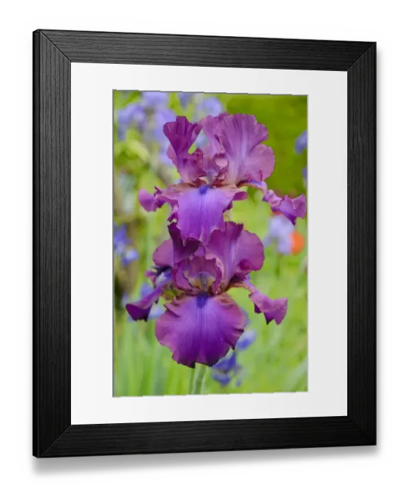 Framed Print : Iris -Iris barbata elatior, Hybrid-, purple flowers, in flower bed Framed Print : Iris -Iris barbata elatior, Hybrid-, purple flowers, in flower bed
