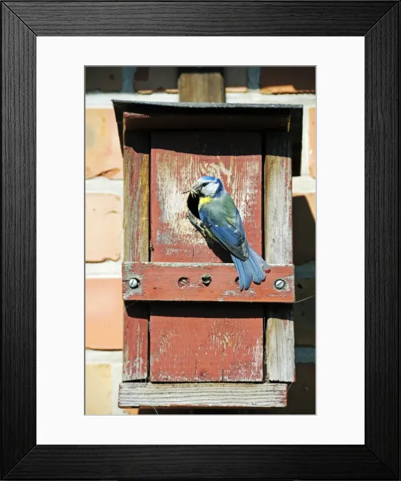 Framed Print : Blue Tit -Cyanistes caeruleus, Syn. Parus caeruleus-, with caught insect at the hole of a nesting box, Poel Island, Mecklenburg-Western Pomerania, Germany, Europe