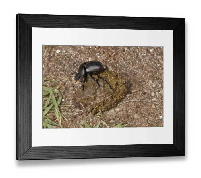 Framed Print : Dung Beetle -Scarabaeus semipunctatus- forming a ball of sheep dung, Lake Kerkini region, Greece, Europe Framed Print : Dung Beetle -Scarabaeus semipunctatus- forming a ball of sheep dung, Lake Kerkini region, Greece, Europe