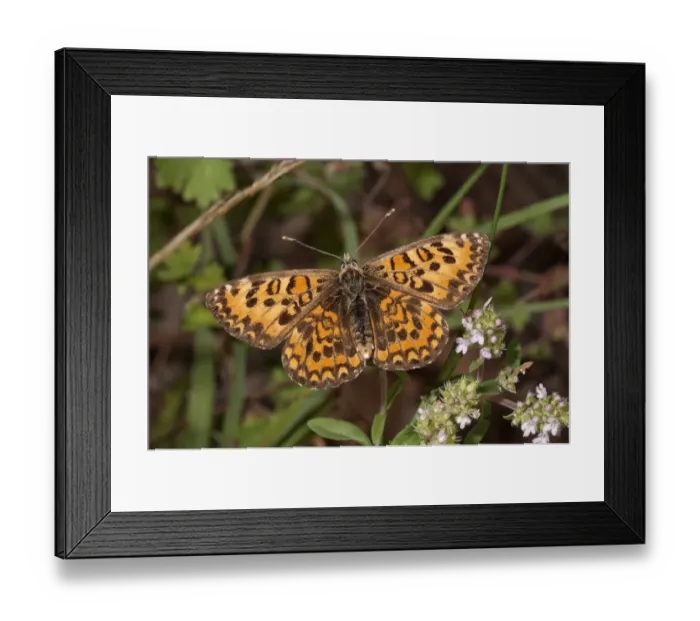 Framed Print : Lesser Spotted Fritillary -Melitaea trivia-, basking in sun, Lake Kerkini region, Greece, Europe Framed Print : Lesser Spotted Fritillary -Melitaea trivia-, basking in sun, Lake Kerkini region, Greece, Europe