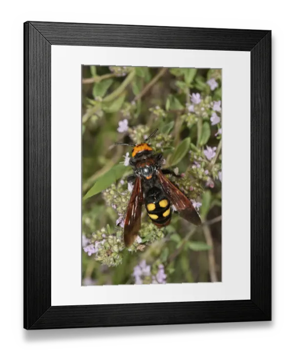 Framed Print : Mammoth wasp -Megascolia maculata flavifrons- searching for nectar on a thyme bush, near Lake Kerkini, Greece, Europe Framed Print : Mammoth wasp -Megascolia maculata flavifrons- searching for nectar on a thyme bush, near Lake Kerkini, Greece, Europe