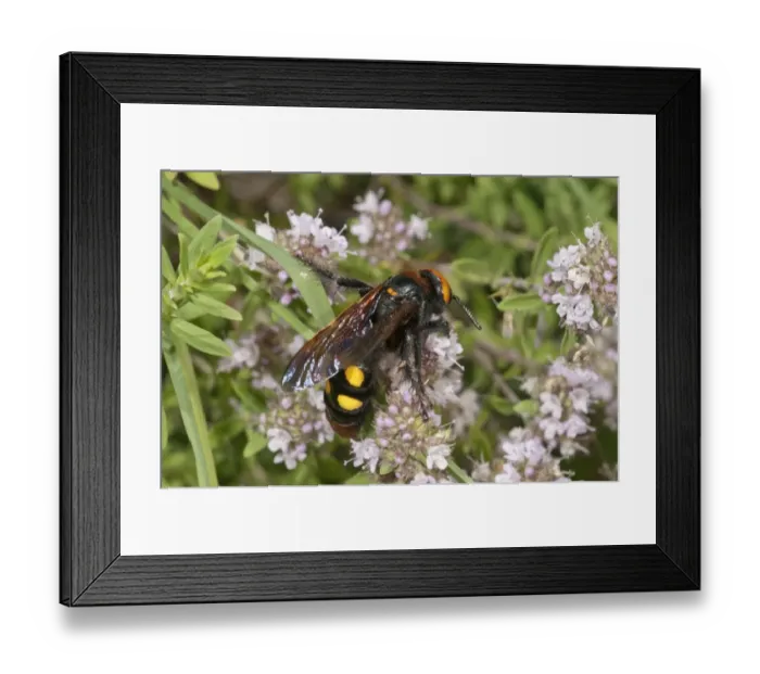 Framed Print : Mammoth wasp -Megascolia maculata flavifrons- searching for nectar on a thyme bush, near Lake Kerkini, Greece, Europe Framed Print : Mammoth wasp -Megascolia maculata flavifrons- searching for nectar on a thyme bush, near Lake Kerkini, Greece, Europe