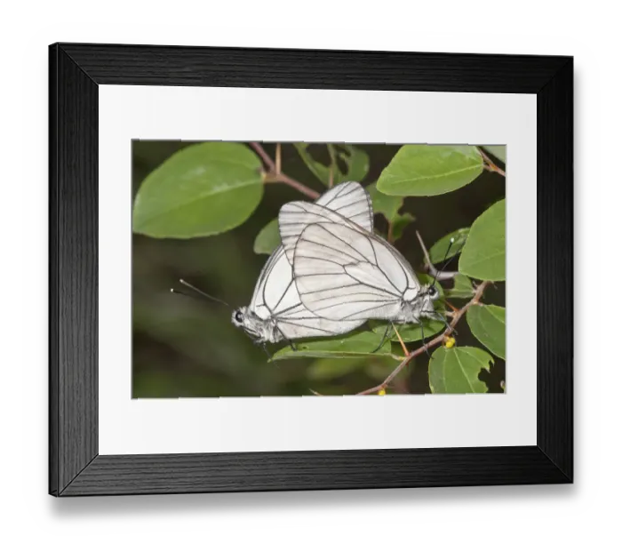 Framed Print : Black-veined whites -Aporia crataegi-, mating, near Lake Kerkini, Greece, Europe Framed Print : Black-veined whites -Aporia crataegi-, mating, near Lake Kerkini, Greece, Europe