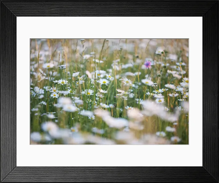 Framed Print : Meadow with oxeye daisies -Leucanthemum vulgare-, Ingolstadt, Bavaria, Germany, Europe Framed Print : Meadow with oxeye daisies -Leucanthemum vulgare-, Ingolstadt, Bavaria, Germany, Europe