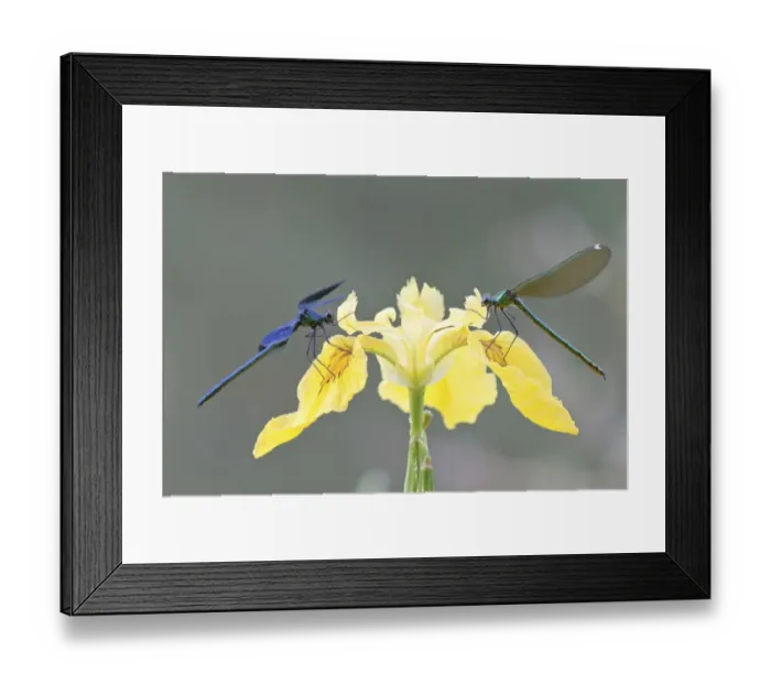 Framed Print : Banded Demoiselles -Calopteryx splendens-, male and female on an iris, North Hesse, Hesse, Germany Framed Print : Banded Demoiselles -Calopteryx splendens-, male and female on an iris, North Hesse, Hesse, Germany