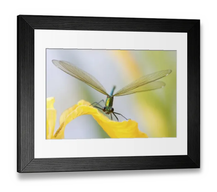 Framed Print : Female Banded Demoiselle -Calopteryx splendens- on an iris, North Hesse, Hesse, Germany Framed Print : Female Banded Demoiselle -Calopteryx splendens- on an iris, North Hesse, Hesse, Germany