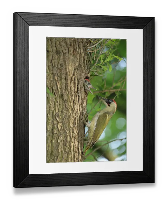 Framed Print : European Green Woodpecker -Picus viridis- feeding young at nest in tree hole, Germany Framed Print : European Green Woodpecker -Picus viridis- feeding young at nest in tree hole, Germany