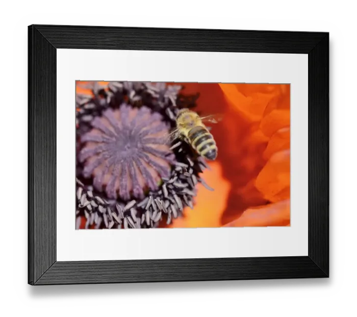 Framed Print : Honey bee -Apis mellifera var carnica-, in flight over pistil and and pollen tubes of an Oriental Poppy -Papaver orientale- Framed Print : Honey bee -Apis mellifera var carnica-, in flight over pistil and and pollen tubes of an Oriental Poppy -Papaver orientale-