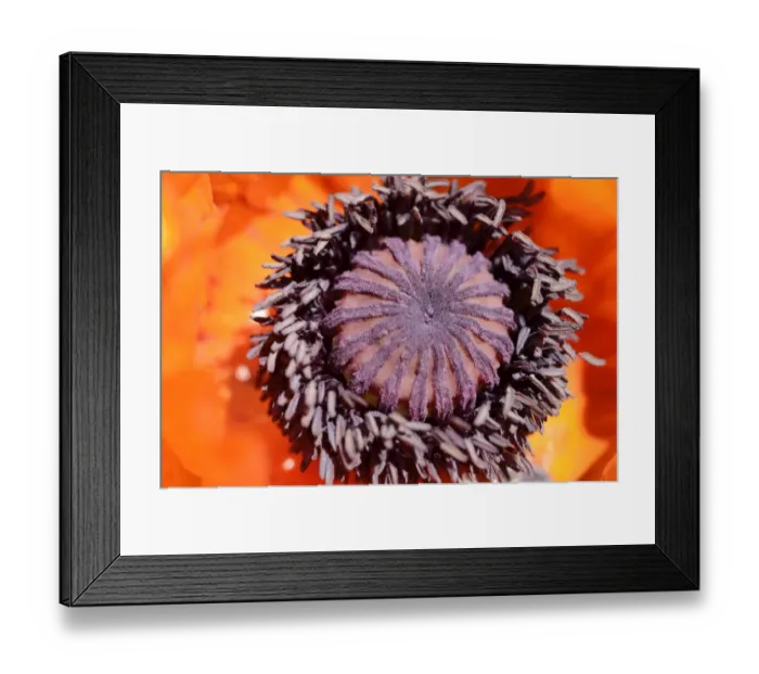 Framed Print : Oriental Poppy -Papaver orientale-, in flower, pistil and pollen tubes Framed Print : Oriental Poppy -Papaver orientale-, in flower, pistil and pollen tubes