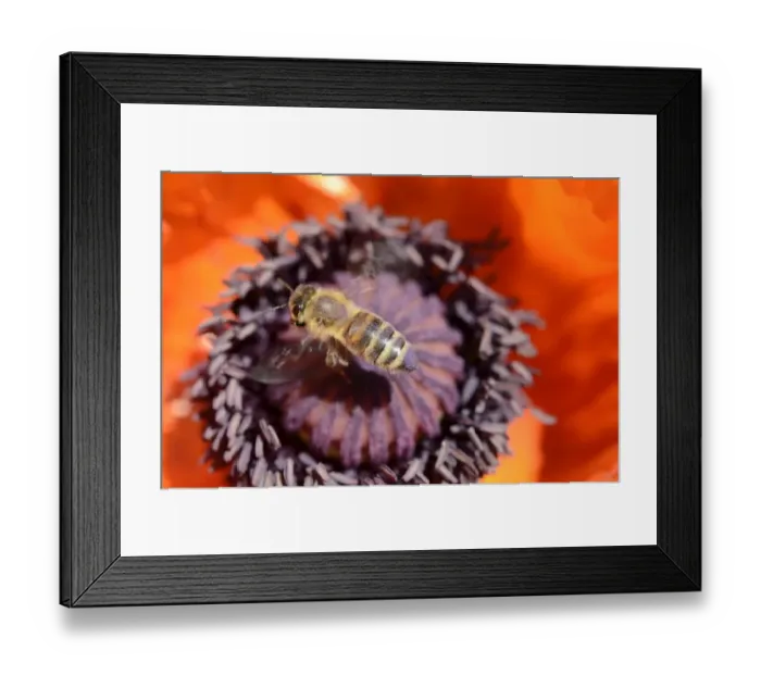 Framed Print : Honey bees -Apis mellifera var carnica- in flight on pistil and pollen of a poppy flower, Oriental Poppy -Papaver orientale- Framed Print : Honey bees -Apis mellifera var carnica- in flight on pistil and pollen of a poppy flower, Oriental Poppy -Papaver orientale-
