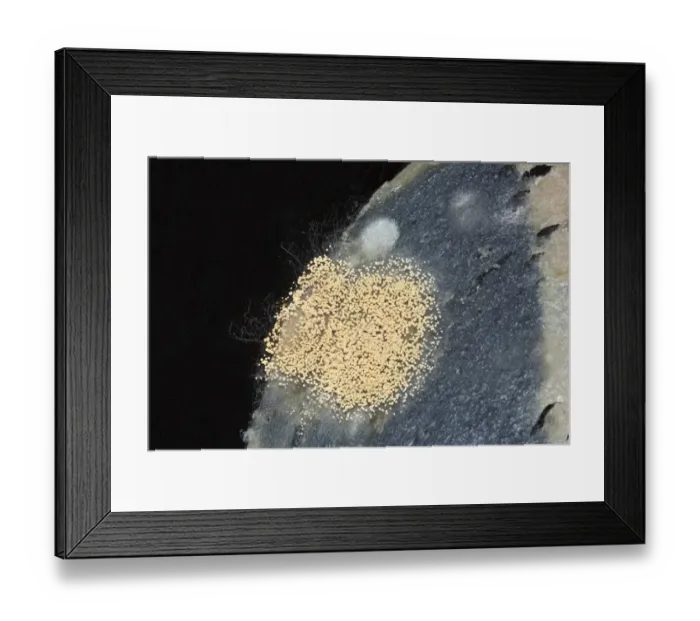 Framed Print : Mould, spores, mould culture, on sausage Framed Print : Mould, spores, mould culture, on sausage
