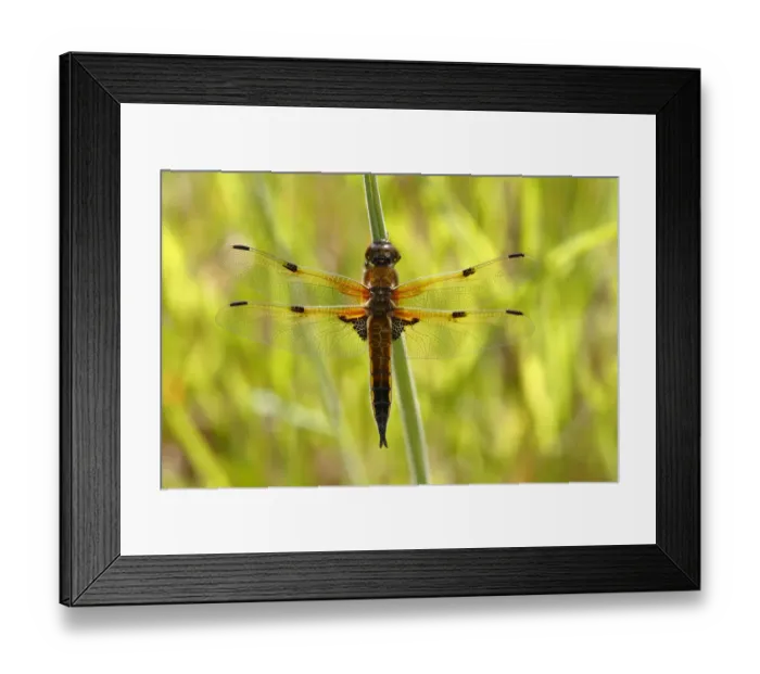 Framed Print : Four-spotted chaser -Libellula quadrimaculata-, perched on a blade of grass, Huehnermoor marsh near Marienfeld, Guetersloh, North Rhine-Westphalia, Germany, Europe