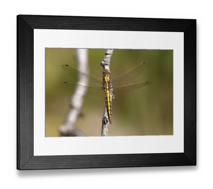 Framed Print : Black-tailed skimmer -Orthetrum cancellatum-, female, Huehnermoor marsh near Marienfeld, Guetersloh, North Rhine-Westphalia, Germany, Europe Framed Print : Black-tailed skimmer -Orthetrum cancellatum-, female, Huehnermoor marsh near Marienfeld, Guetersloh, North Rhine-Westphalia, Germany, Europe