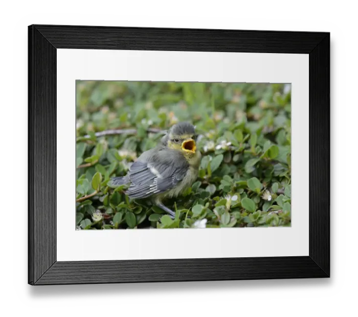 Framed Print : Blue Tit -Parus caeruleus-, nestling fallen from the nest, North Rhine-Westphalia, Germany, Europe Framed Print : Blue Tit -Parus caeruleus-, nestling fallen from the nest, North Rhine-Westphalia, Germany, Europe