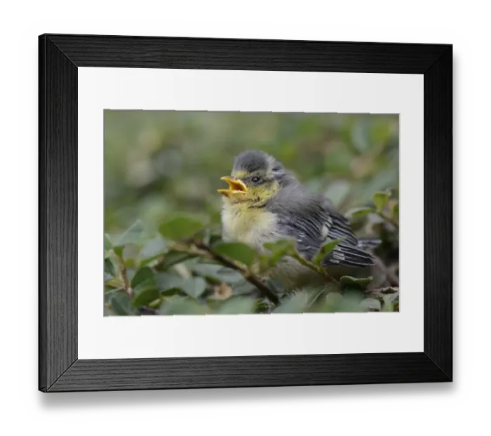 Framed Print : Blue Tit -Parus caeruleus-, nestling fallen from the nest, North Rhine-Westphalia, Germany, Europe Framed Print : Blue Tit -Parus caeruleus-, nestling fallen from the nest, North Rhine-Westphalia, Germany, Europe