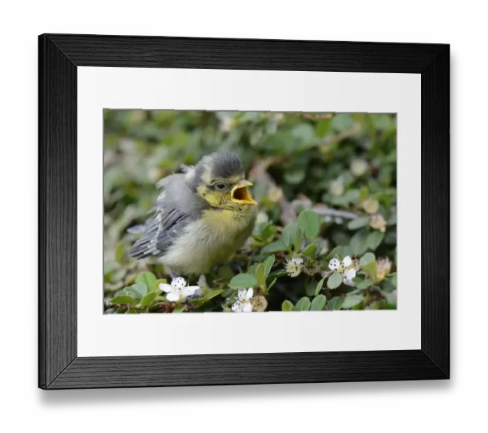 Framed Print : Blue Tit -Parus caeruleus-, nestling fallen from the nest, North Rhine-Westphalia, Germany, Europe Framed Print : Blue Tit -Parus caeruleus-, nestling fallen from the nest, North Rhine-Westphalia, Germany, Europe