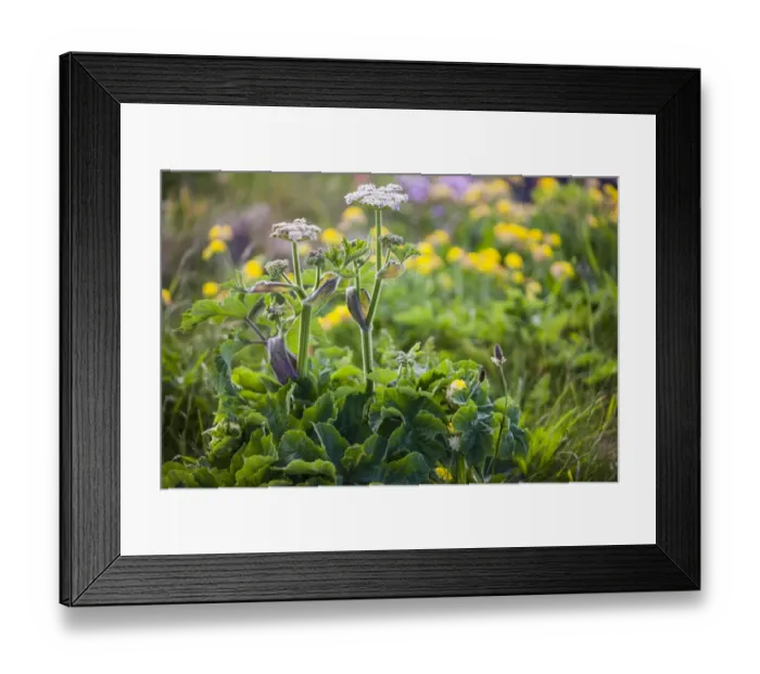 Framed Print : Hogweed -Heracleum-, Cornwall, England, United Kingdom Framed Print : Hogweed -Heracleum-, Cornwall, England, United Kingdom