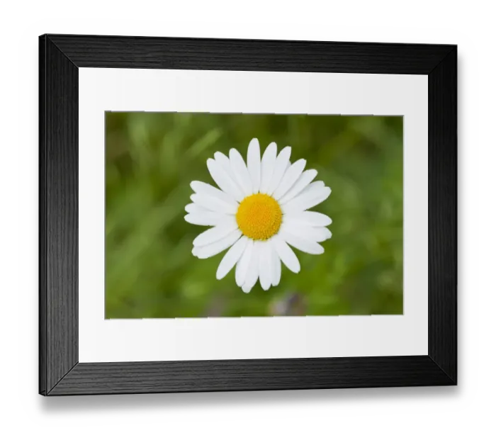 Framed Print : Ox-eye Daisy -Leucanthemum vulgare-, flower, Thuringia, Germany Framed Print : Ox-eye Daisy -Leucanthemum vulgare-, flower, Thuringia, Germany