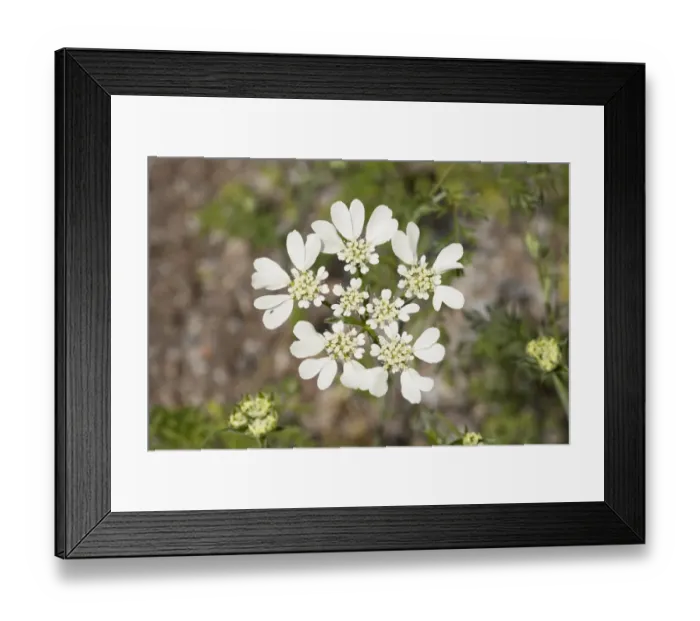 Framed Print : French Cow Parsley -Orlaya grandiflora-, flowering, native to the Mediterranean, Thuringia, Germany Framed Print : French Cow Parsley -Orlaya grandiflora-, flowering, native to the Mediterranean, Thuringia, Germany