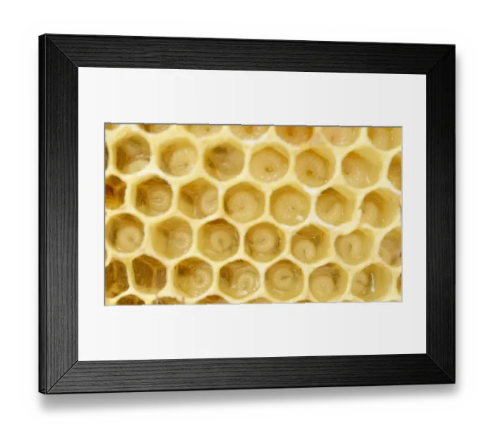 Framed Print : Newly-created wax comb of the honey bee -Apis mellifera var carnica- with larvae, worker bees, c. 5-9 days, in jelly Framed Print : Newly-created wax comb of the honey bee -Apis mellifera var carnica- with larvae, worker bees, c. 5-9 days, in jelly