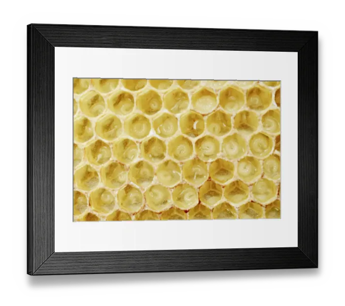 Framed Print : Newly-created wax comb of the honey bee -Apis mellifera var carnica- with larvae, worker bees, c. 5-7 days, in jelly Framed Print : Newly-created wax comb of the honey bee -Apis mellifera var carnica- with larvae, worker bees, c. 5-7 days, in jelly