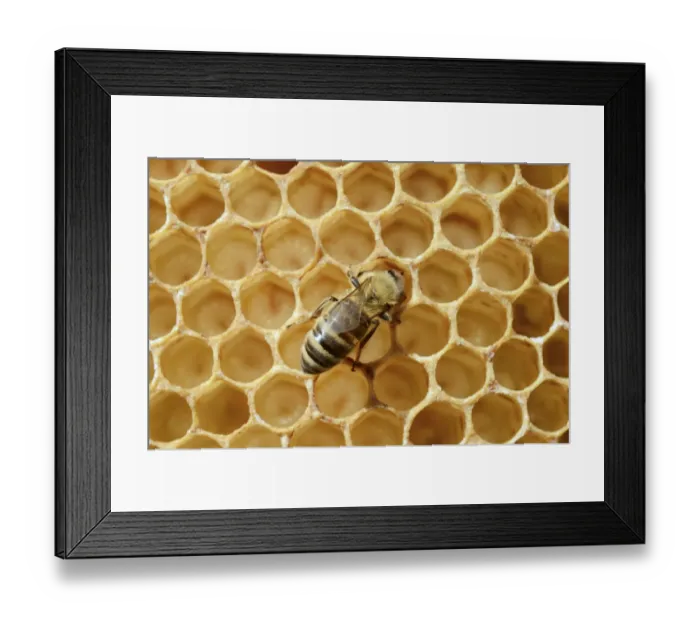 Framed Print : Honey bee -Apis mellifera var nica-, worker bee on comb with larvae delivering food such as nectar Framed Print : Honey bee -Apis mellifera var nica-, worker bee on comb with larvae delivering food such as nectar